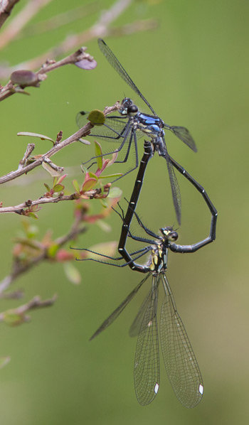 Austroargiolestes alpinus